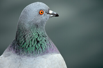 CURIOUS LOOKING PIGEON
