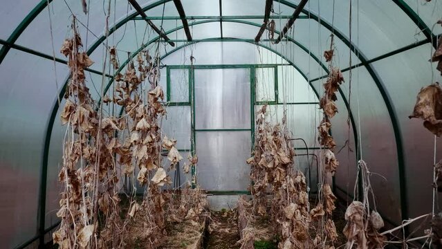 Dry withered cucumber stems in hothouse, the consequences of drought plants, dead dehydrated in greenhouse, disease or man-made disaster,tracking shot.