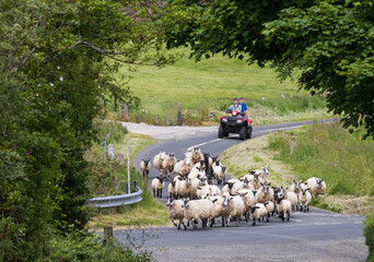 Shepherding Sheep in Glens of Antrim © Ossie