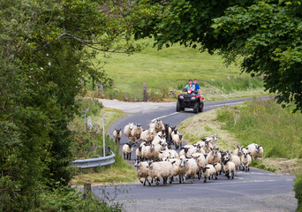 Shepherding Sheep in Glens of Antrim