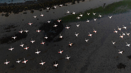 Aerial view of a colony of flamingos in Torreira, Murtosa, Ria de Aveiro, Aveiro, Portugal.