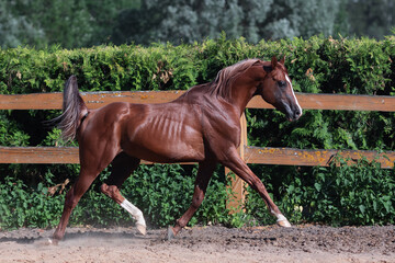 Beautiful chestnut horse running in paddock on the sand background