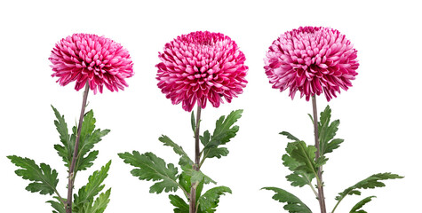 Pink chrysanthemums isolated on white background