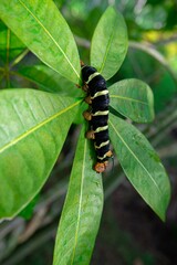 Frangipani worm in green bush