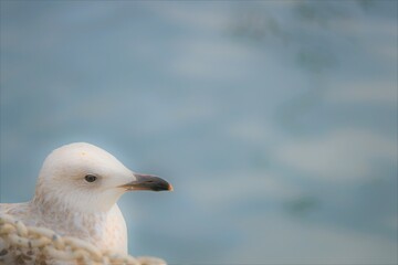 Gull looking and sea