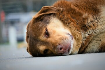 Stray dog with both eyes looking in different directions, stray dog with different eyes.