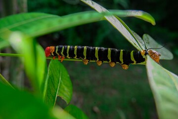 Frangipani worm in green bush
