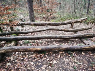 wooden, trunks in forest
