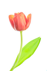 Red tulip flower on white background