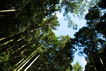 Fototapeta premium View of the blue sky with high green trees