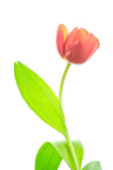 Red tulip flower on white background