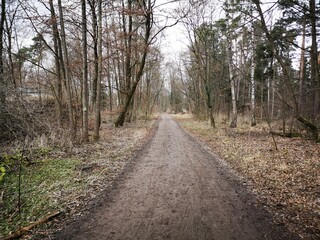Fototapeta na wymiar path in the forest, the way forward