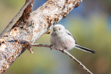 Fototapeta premium European long-tailed tit, latin name Aegithalos caudatus. A bird sitting on a branch in a deciduous forest.