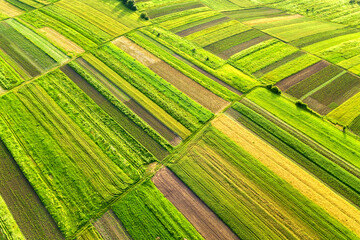 Aerial view of green agricultural fields in spring with fresh vegetation after seeding season on a warm sunny day