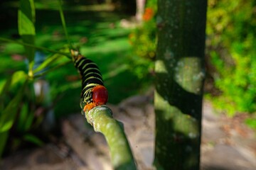 Frangipani worm in green bush