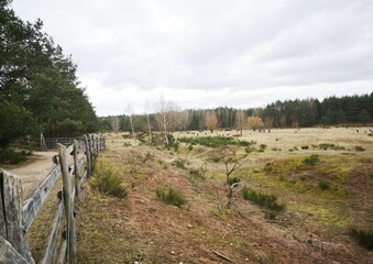 Obraz premium trees in the forest and landscape 