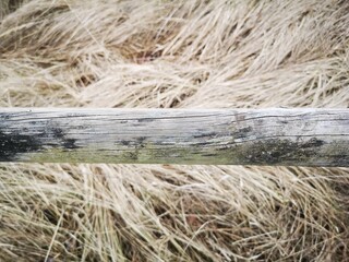 grass in the field and wood