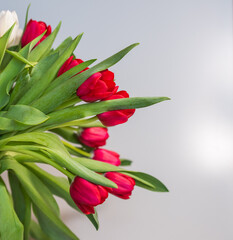 Obraz premium Red tulips on a white background, copy space