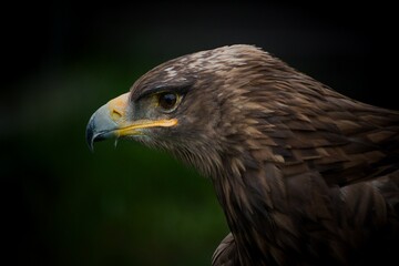Naklejka premium Golden eagle 