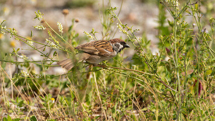 bird, natur, spatz, wild lebende tiere, tier, bird, schnabel, wild,
