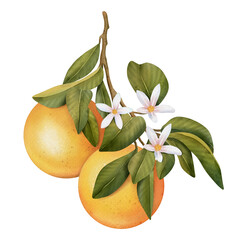 Oranges on a branch. Isolated watercolor illustrartion of citrus tree with leaves and blossoms.