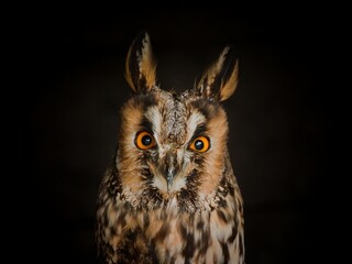 Long-eared owl