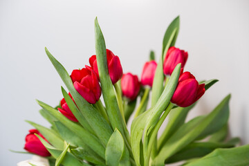Red tulips on a white background, copy space