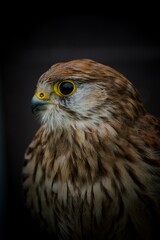 Common kestrel