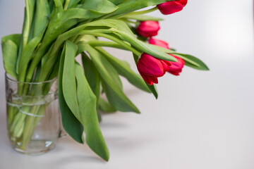 Red tulips on a white background, copy space