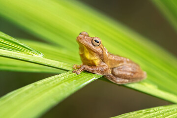The mahogany tree frog (Tlalocohyla loquax) is a species of frog in the family Hylidae found in...