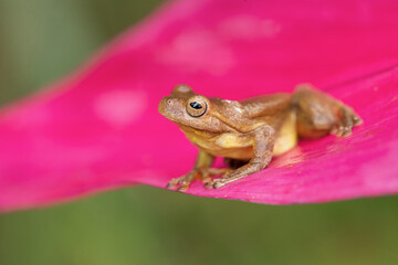 The mahogany tree frog (Tlalocohyla loquax) is a species of frog in the family Hylidae found in Belize, Costa Rica, Guatemala, Honduras, Mexico
