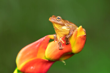The mahogany tree frog (Tlalocohyla loquax) is a species of frog in the family Hylidae found in...