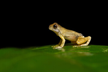 The mahogany tree frog (Tlalocohyla loquax) is a species of frog in the family Hylidae found in...