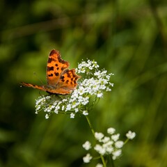 Polygonia c-aureum butterfly