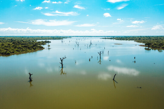 Aerial view of dead trees in Mau Ara reservoir, Udawalawe national park, Sri Lanka.