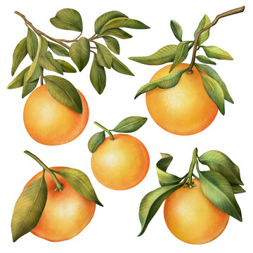 Hand drawn set of watercolor blooming orange tree branches and orange, isolated illustration on a white background