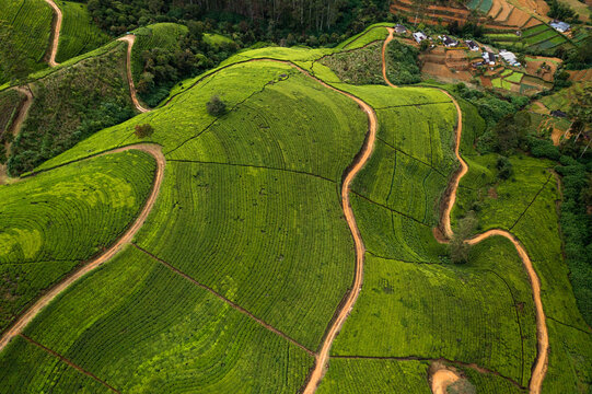 Aerial view of beautiful tea plantation patterns near Nuwara Eliya, Sri Lanka.