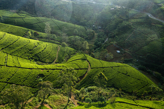 Aerial view of beautiful green tea plantations in mountain valley, Nuwara Eliya, Sri Lanka.