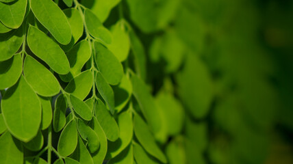 Drumstick tree, Moringa Tree Image. Moringa has many important vitamins and minerals. Natural Green Moringa leaves in the Garden, green background.	