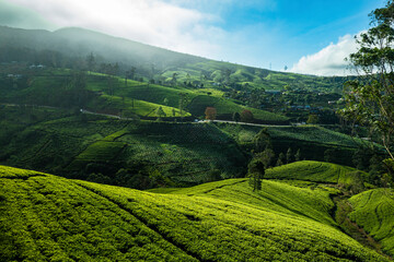 Aerial view of beautiful tea plantation landscape, Nuwara Eliya, Sri Lanka.