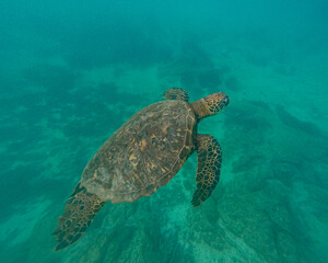 Sea Turtle swimming around in Galapagos Island.