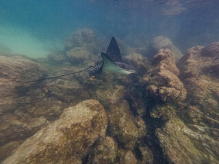 Spotted eagle ray in Galapagos, Isla Isabela. 