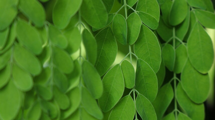 Drumstick tree, Moringa Tree Image. Moringa has many important vitamins and minerals. Natural Green Moringa leaves in the Garden, green background.	