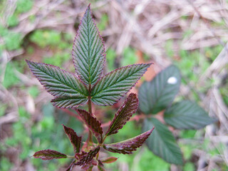 red fern leaves