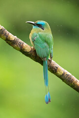The keel-billed motmot (Electron carinatum) is a species of bird in the motmot family Momotidae.