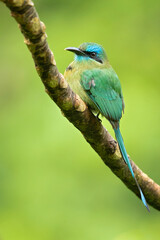 The keel-billed motmot (Electron carinatum) is a species of bird in the motmot family Momotidae.