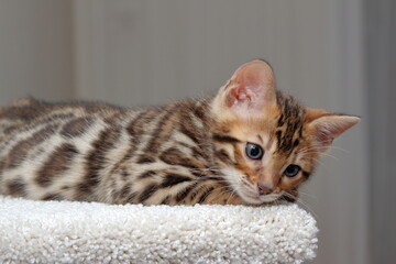 bengal kitten