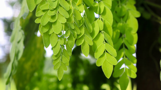Moringa, leaves (Moringa oleifera Lamk.) Natural Green Moringa leaves in the Garden, green background.	