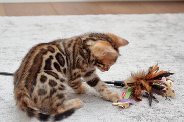 bengal kitten