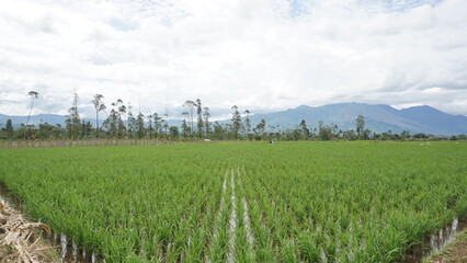 Fototapeta na wymiar beautiful green scenery in the rice fields looks mountains